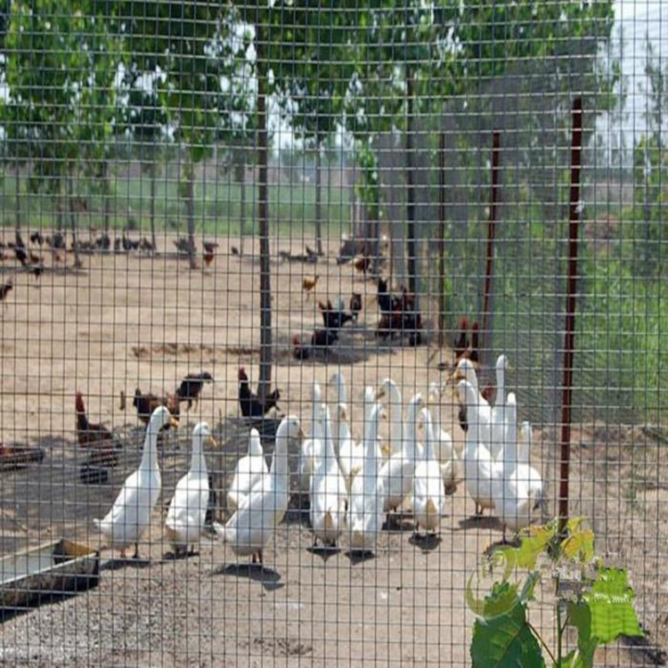 養殖鐵絲網護欄參數圖片4 養殖鐵絲網護欄參數圖片4