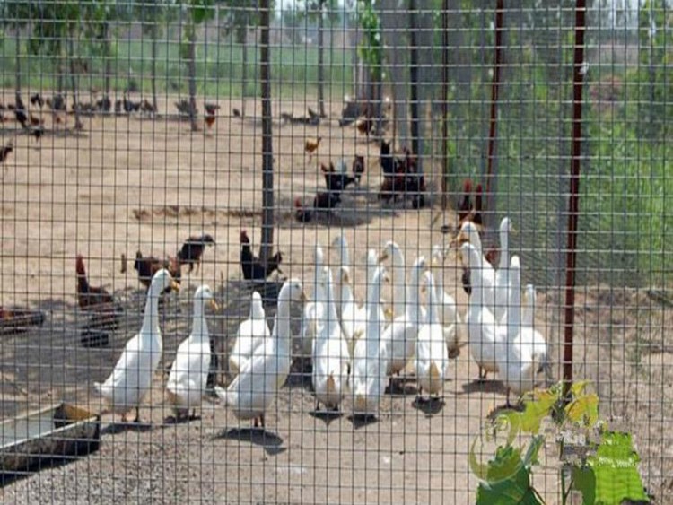 家禽護欄隔離網 家禽護欄隔離網