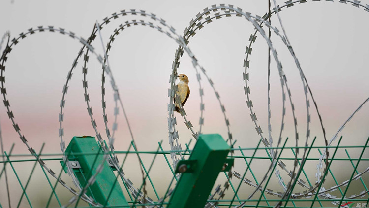 刀片刺網(wǎng)18631858321 刀片刺網(wǎng)18631858321