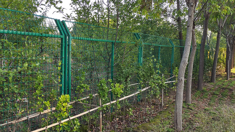 果園護欄網18631858321 果園護欄網18631858321